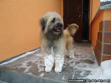 Berger de Pyrénées Langhaariger Schlag charly mag viel schnee sehr,ein schatz! Seht ihr meine schneestiefel?