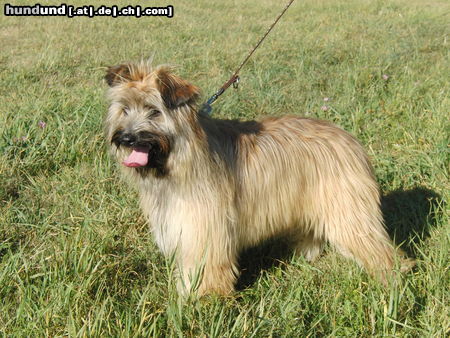 Berger de Pyrénées Langhaariger Schlag Isma genannt Izzie de la vieille chapelle