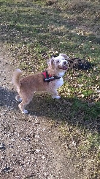 Berger de Pyrénées Langhaariger Schlag Hunde Foto 47805 Berger de Pyrénées Langhaariger Schlag Ich bin Tiila adoptiiet aus Spaniën.
