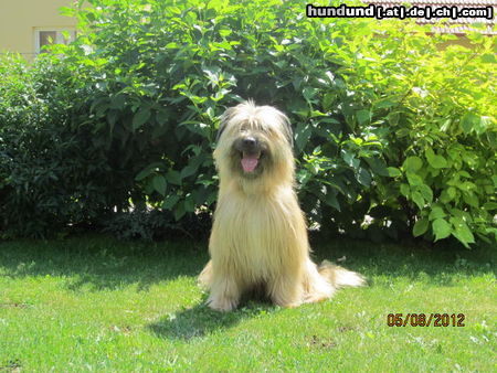 Berger de Pyrénées Langhaariger Schlag Amélie Animee du Chien