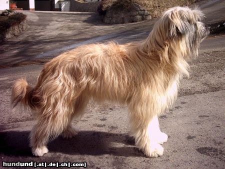 Berger de Pyrénées Langhaariger Schlag Hunde Foto 9986 Berger de Pyrénées Langhaariger Schlag fripone de la valle du mouton
