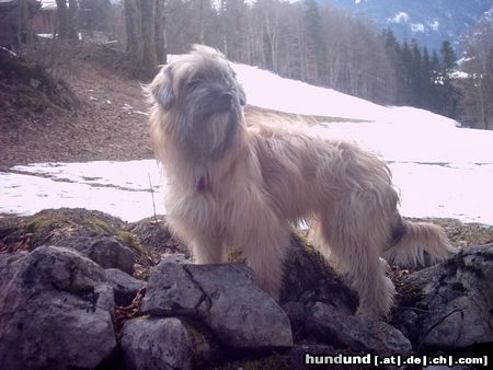 Berger de Pyrénées Langhaariger Schlag Hunde Foto 9955 Berger de Pyrénées Langhaariger Schlag friponne de la valle du mouton