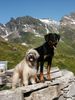 Berger de Pyrénées Langhaariger Schlag Foto: friponne de la valle du mouton und eve le bijou noir de la montagne (ID 13741) Berger de Pyrénées Langhaariger Schlag Hund