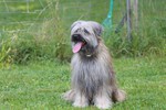 Berger de Pyrénées Langhaariger Schlag Hund