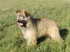 Berger de Pyrénées Langhaariger Schlag Foto: Isma genannt Izzie de la vieille chapelle (ID 46778) Berger de Pyrénées Langhaariger Schlag Hund