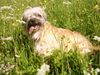 Berger de Pyrénées Langhaariger Schlag Foto: friponne de la valle du mouton (ID 11683) Berger de Pyrénées Langhaariger Schlag Hund