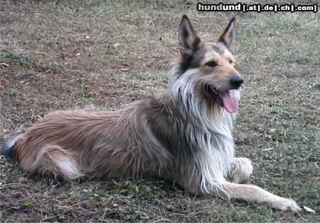 Berger Picard Hunde Foto 23436 in höherer Auflösung ansehen Berger Picard Leo