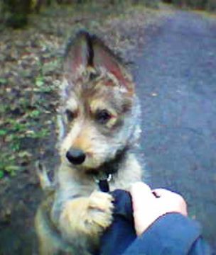 Berger Picard Hunde Foto 31722 Berger Picard Babette du clos de la Sapenerie ( Marie) 10 Wochen alt