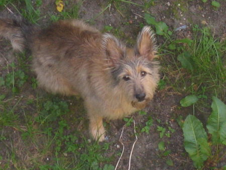 Berger Picard Hunde Foto 38743 in höherer Auflösung ansehen Berger Picard