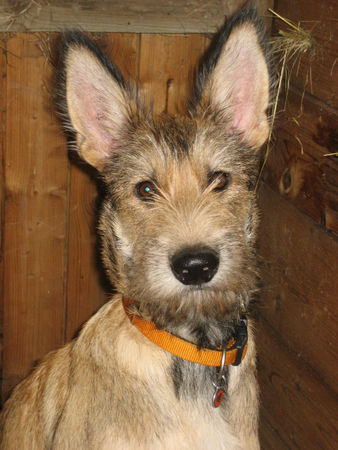 Berger Picard Hunde Foto 40408 in höherer Auflösung ansehen Berger Picard Coucou 5 Monate