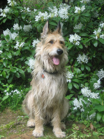 Berger Picard Hunde Foto 42000 in höherer Auflösung ansehen Berger Picard Ursaf de Lann Guic