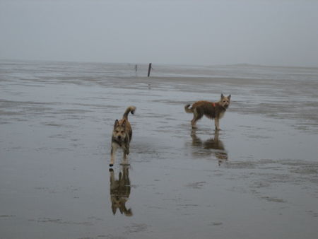 Berger Picard Coucou und Ugini am Strand von Romo