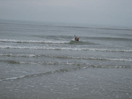 Berger Picard Coucou beim Eisbaden im Januar in der Nordsee