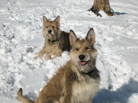 Berger Picard Ugini & Coucou lieben Schnee :-) 