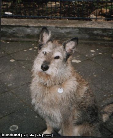 Berger Picard Hunde Foto 24265 in höherer Auflösung ansehen Berger Picard das ist mein hund lando ein 7 jähriger berger picard rüde