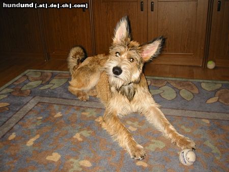 Berger Picard Hunde Foto 7538 Berger Picard Ugini mittlerweile 7 Monate alt