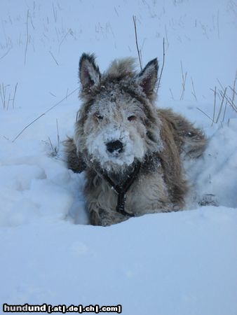 Berger Picard Hunde Foto 18925 in höherer Auflösung ansehen Berger Picard Schnee in Thüringen