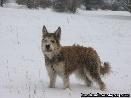 Berger Picard Hunde Foto 18923 in höherer Auflösung ansehen Berger Picard Schnee in Thüringen