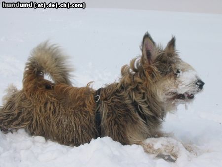 Berger Picard Hunde Foto 18924 in höherer Auflösung ansehen Berger Picard Schnee in Thüringen