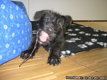 Berger Picard Hunde Foto 12555 Berger Picard Morty (3 Monate)