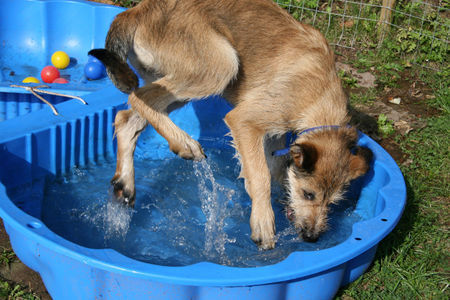 Berger Picard Hunde Foto 39995 in höherer Auflösung ansehen Berger Picard Coucou liebt Wasser !