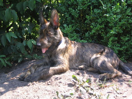 Berger Picard Hunde Foto 33213 in höherer Auflösung ansehen Berger Picard Paul,so läßt sich der Sommer ertragen, 5 Monate(Belmondo Compagne du cheval)