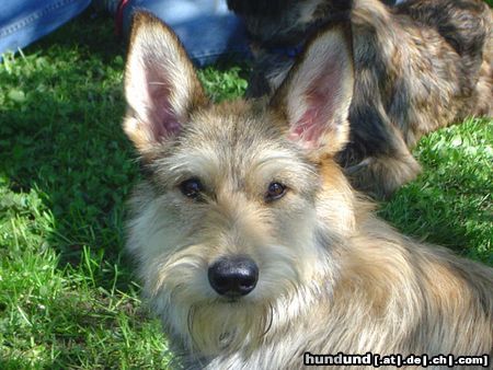 Berger Picard Hunde Foto 21625 Berger Picard Kimba 10 Monate jung