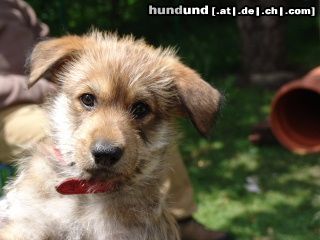Berger Picard Hunde Foto 22140 Berger Picard Ayleen von der Peuntwiese 6 1/2 Wochen