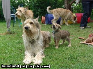 Berger Picard Hunde Foto 22139 Berger Picard Shello zu besuch bei seinen Kindern