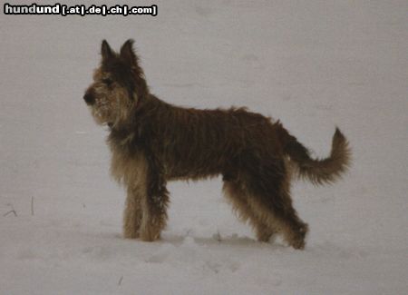 Berger Picard Hunde Foto 12794 Berger Picard Orcan