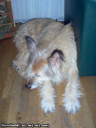 Berger Picard Hunde Foto 11881 Berger Picard bobbie slaft