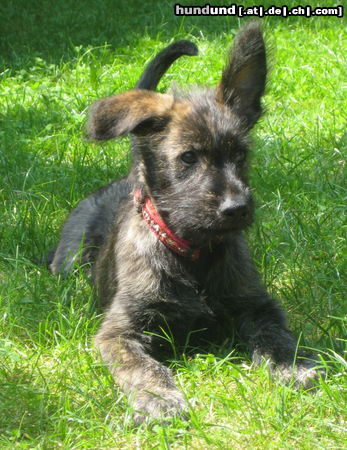 Berger Picard Hunde Foto 45218 Berger Picard