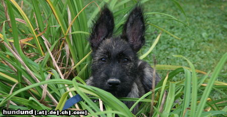 Berger Picard Hunde Foto 45220 Berger Picard Rasco