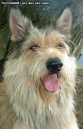 Berger Picard Hunde Foto 4942 Berger Picard Aiko vom Seckeler Berg