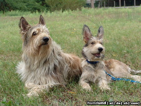 Berger Picard Hunde Foto 26560 Berger Picard Ayleen mit Papa