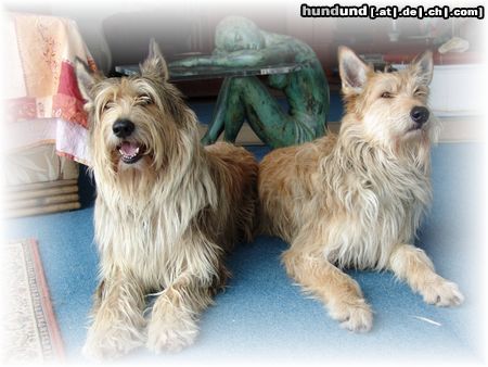 Berger Picard Hunde Foto 18945 Berger Picard Hochzeit Louise und Shello
