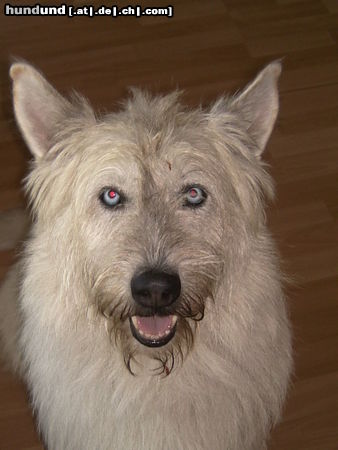 Berger Picard Benny (unser Schatz aus dem Tierheim, geschätzt auf 6 Jahre) Picard-Husky Mix mit strahlend blauen Augen