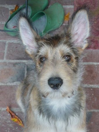 Berger Picard Hunde Foto 40888 Berger Picard Forever Caillou