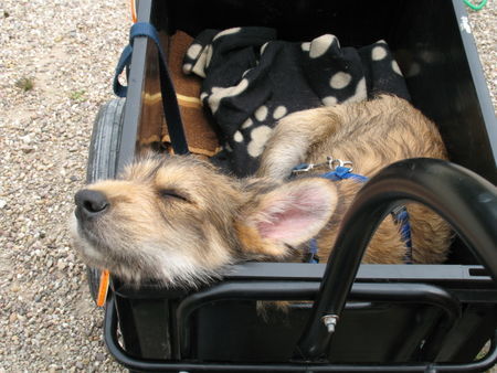 Berger Picard Hunde Foto 42672 Berger Picard Camelot (genannt Nadoo) Sohn von Ursaf de Lann Guic