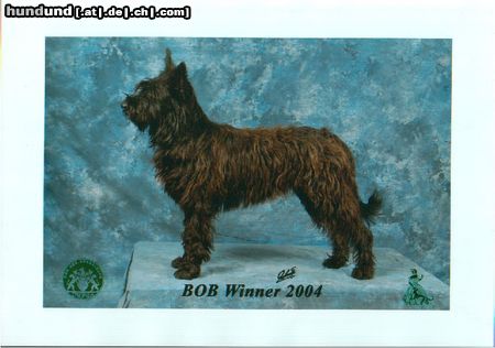 Berger Picard Hunde Foto 17347 Berger Picard Utah de Bene Gesserit