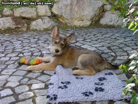 Berger Picard Hunde Foto 5107 Berger Picard Bono vom Seckeler Berg
