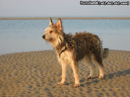 Berger Picard Hunde Foto 18930 Berger Picard Ugini im Urlaub auf Borkum