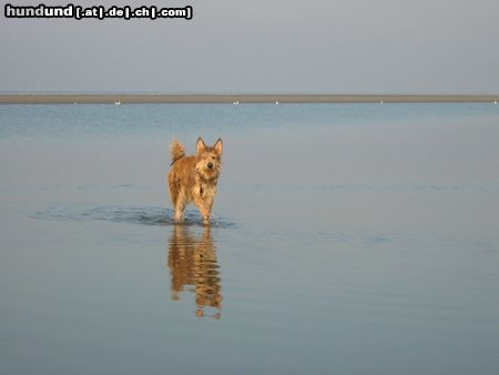 Berger Picard Hunde Foto 18928 Berger Picard Urlaubsimpressionen Borkum