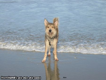 Berger Picard Hunde Foto 18932 Berger Picard Ugini im Urlaub auf Borkum