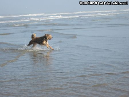 Berger Picard Hunde Foto 18933 Berger Picard Ugini im Urlaub auf Borkum