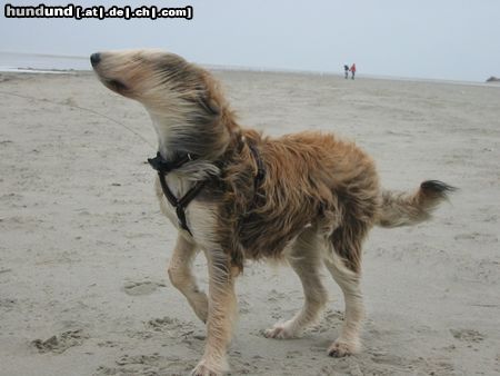 Berger Picard Hunde Foto 18929 Berger Picard Ugini mit Sturmfrisur