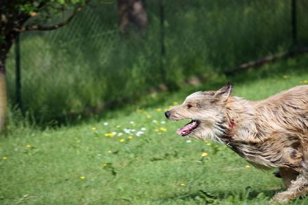 Berger Picard Hunde Foto 42110 Berger Picard Chamudi im Flug