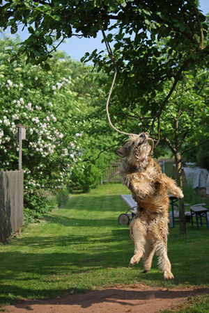 Berger Picard Hunde Foto 42109 in höherer Auflösung ansehen Berger Picard Chamudi im Flug