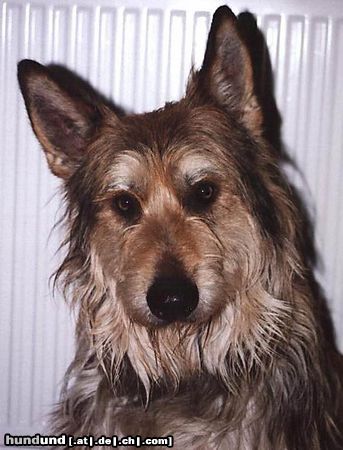 Berger Picard Hunde Foto 12821 Berger Picard Orcan (Cas) 5 jaar
