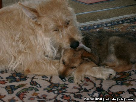 Berger Picard Hunde Foto 20922 in höherer Auflösung ansehen Berger Picard meine beiden Picardhündinnen beim täglichen Ohrenputzen.
